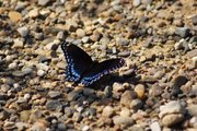 Black and Blue Butterfly Meaning