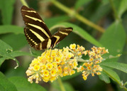 Yellow and Black Butterfly Meaning
